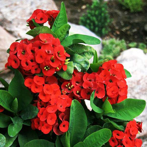 Euphorbia (Red) - Succulent Plant