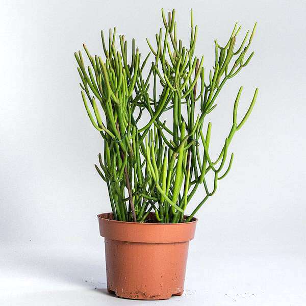 Euphorbia tirucalli, Pencil Tree - Succulent Plant