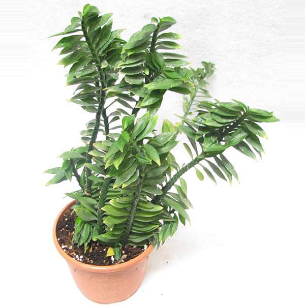 Euphorbia tithymaloides, Pedilanthus (Green) - Plant