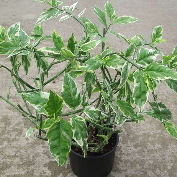 Euphorbia tithymaloides, Pedilanthus (Variegated) - Succulent Plant