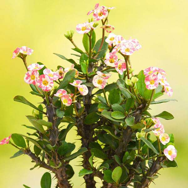 Euphorbia (White - Pink) - Succulent Plant