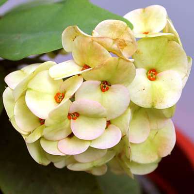 Euphorbia ( Yellow - Red ) - Succulent Plant