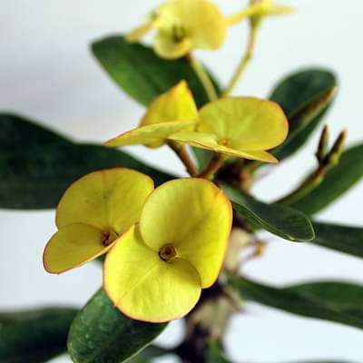 Euphorbia (Yellow) - Succulent Plant