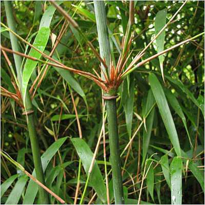 Fargesia dracocephala - Plant
