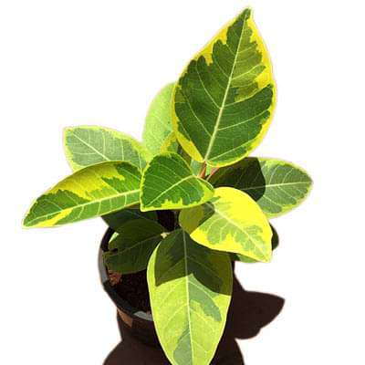 Ficus Benghalensis Variegata, Banyan Variegated - Plant