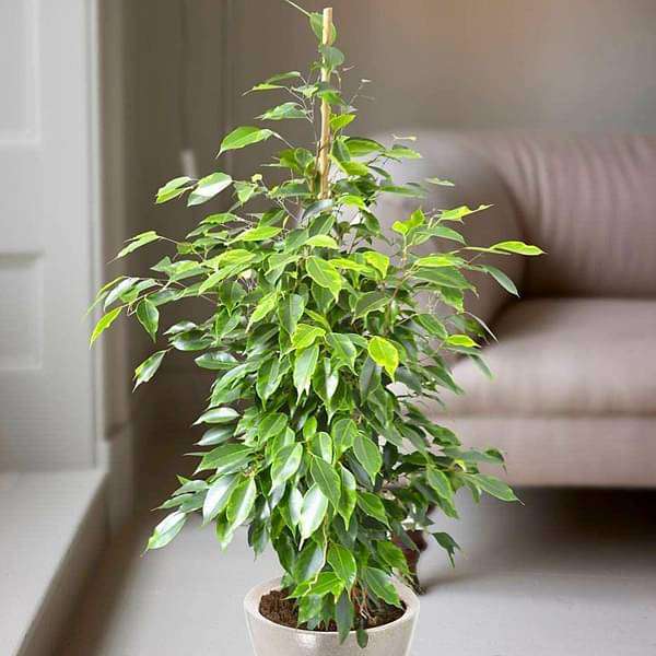 Ficus Benjamina, Weeping Fig - Plant