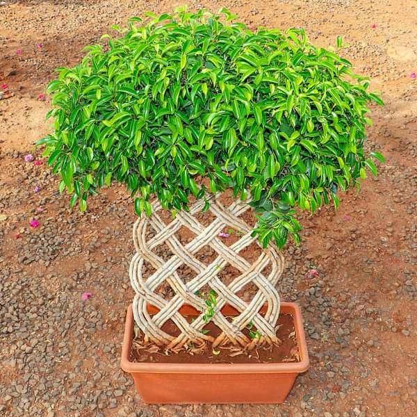 Ficus Bonsai Vertical Braided Arrangement - Plant