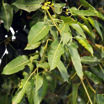 Ficus Infectoria, White Fig - Plant
