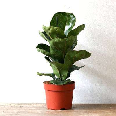 Ficus Lyrata Bambino, Dwarf Fiddle Leaf Fig - Plant