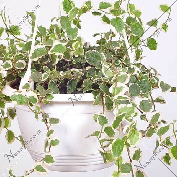 Ficus pumila variegated, Creeping fig variegated (hanging basket) - Plant