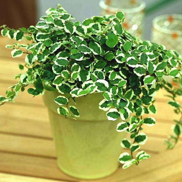 Ficus pumila variegated, Creeping fig variegated - Plant