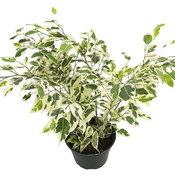 Ficus Starlight, Ficus benjamina - Plant