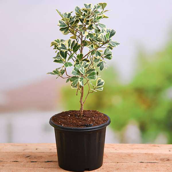 Ficus Triangularis variegata - Plant