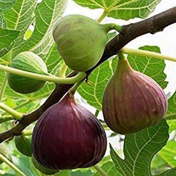 Fig Tree, Anjeer Fruit, Common Fig Fruit - Plant