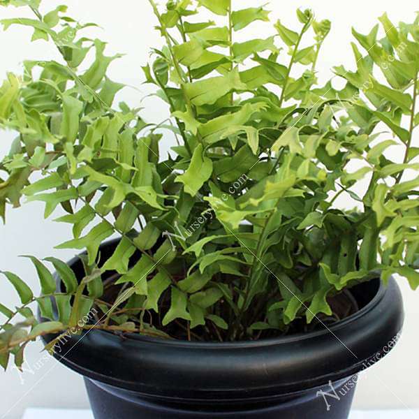 Fish Tail Fern - Plant