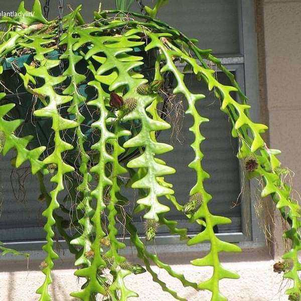 Fishbone Cactus - Succulent Plant