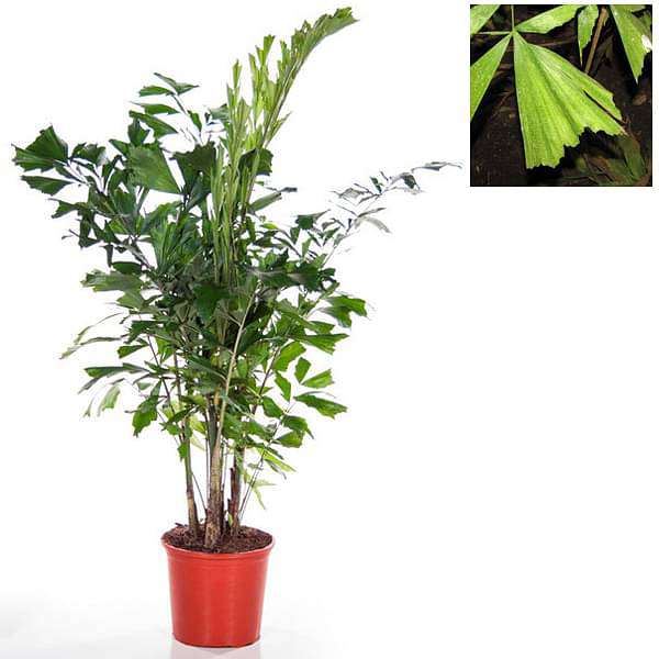 Fishtail Palm, Caryota Palms - Plant