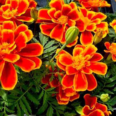 French Marigold (Red) - Plant