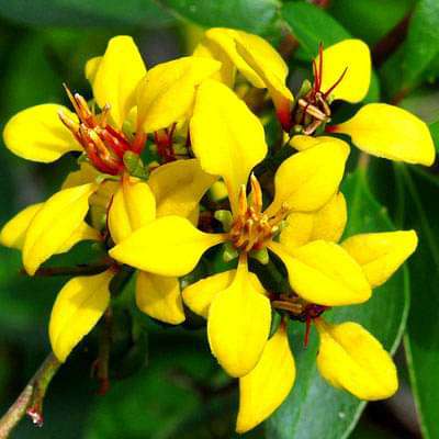 Galphimia Glauca - Plant