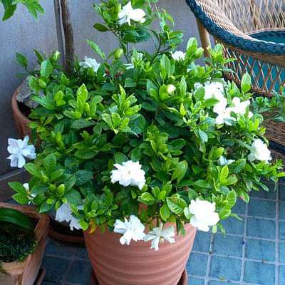 Gardenia, Ananta - Plant