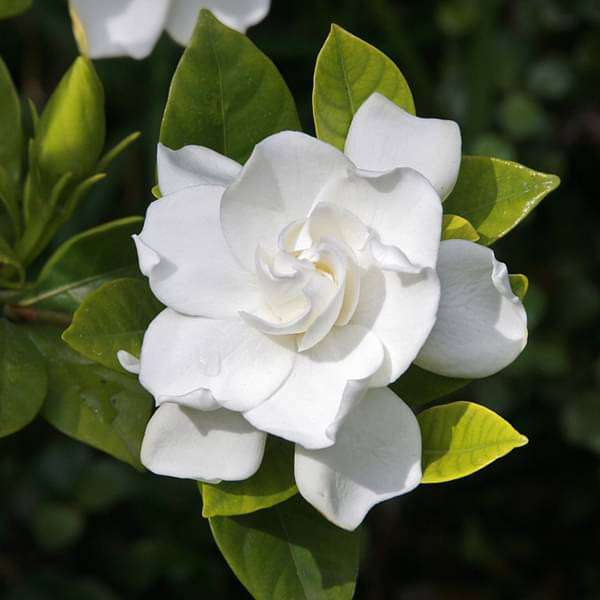 Gardenia Dwarf, Ananta Dwarf - Plant