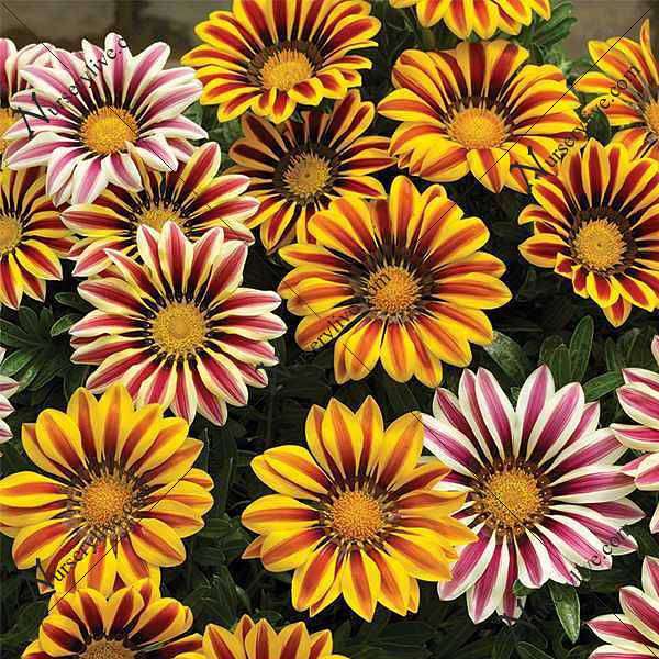 Gazania (Any Color) - Plant