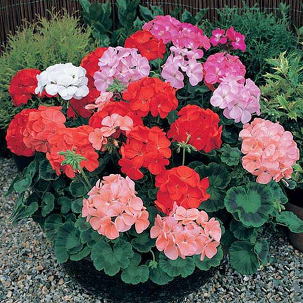 Geranium (Any Color) - Plant