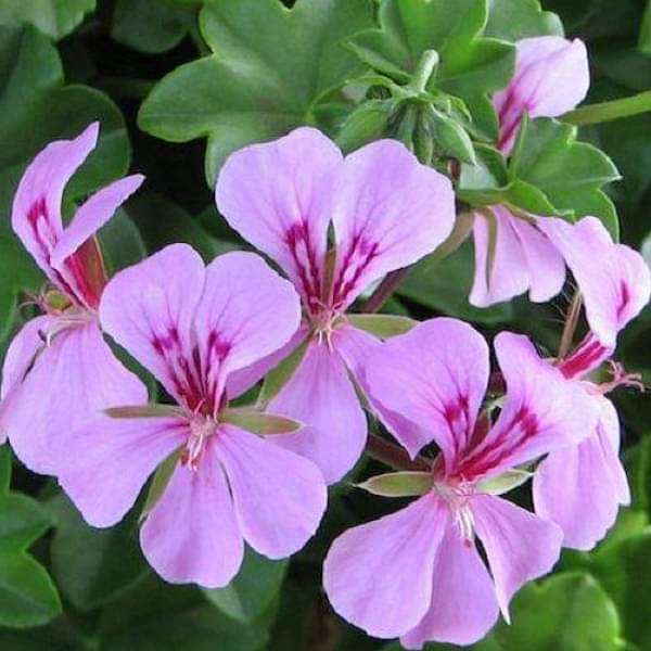 Geranium Ivy, Geranium Creeper (Any Color) - Plant