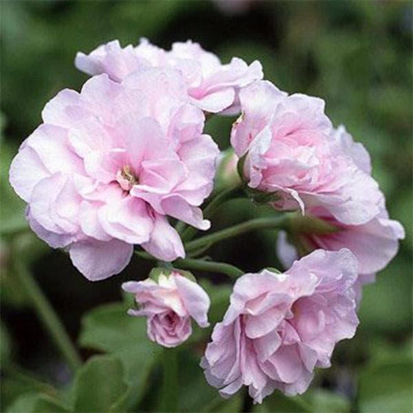 Geranium Ivy, Geranium Creeper (Baby Pink) - Plant