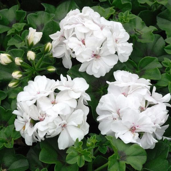 Geranium Ivy, Geranium Creeper (White) - Plant