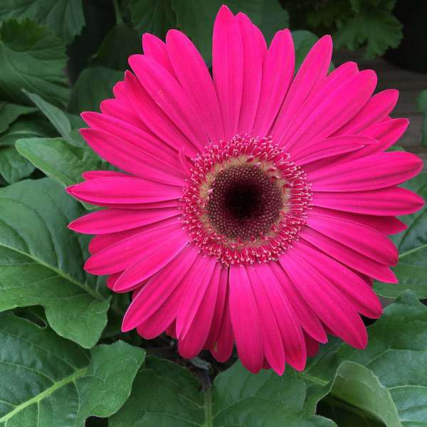 Gerbera (Any Color) - Plant