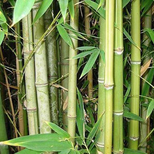 Giant thorny bamboo, Bambusa bambos - Plant