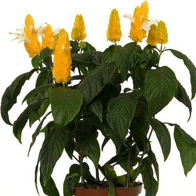 Golden Shrimp, Lollypop plant - Plant