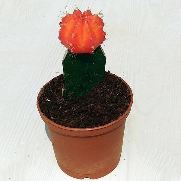 Moon Cactus (Grafted, Orange) - Cactus Plant
