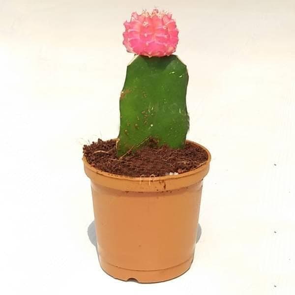 Moon Cactus (Grafted, Pink) - Cactus Plant