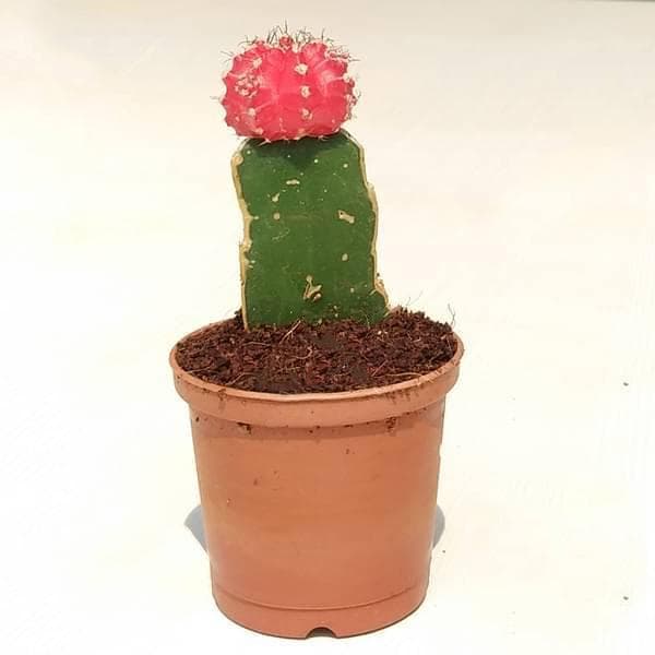 Moon Cactus (Grafted, Red) - Cactus Plant