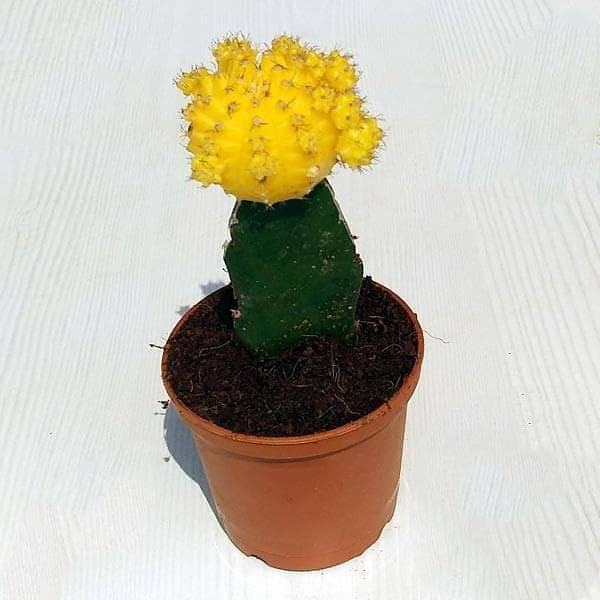 Moon Cactus (Grafted, Yellow) - Cactus Plant