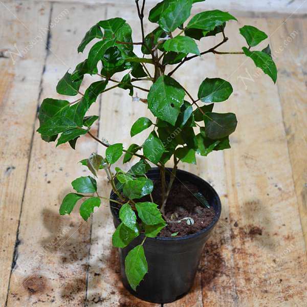 Grape Ivy - Plant