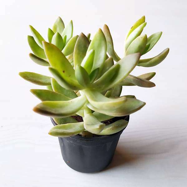 Graptosedum species - Succulent Plant