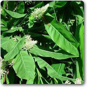 Greater Galangal, Blue Ginger, Thai Ginger - Plant