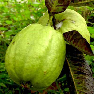 Guava Tree, Amrud, Psidium guajava (Sardar L49, Grafted) - Plant