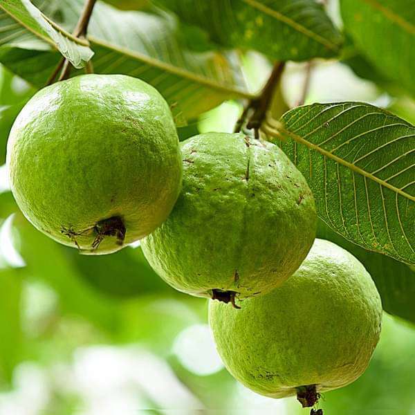 Guava Tree, Amrud, Psidium guajava (Sardar L49, Grown through seeds) - Plant