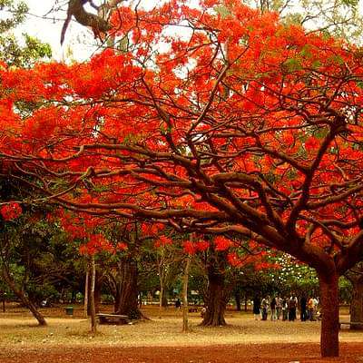 Gulmohar Tree, Delonix regia - Plant