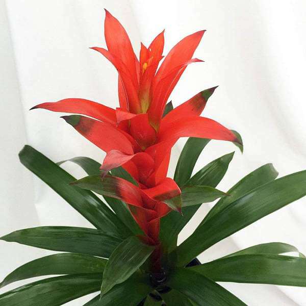 Guzmania (Any Color) - Plant