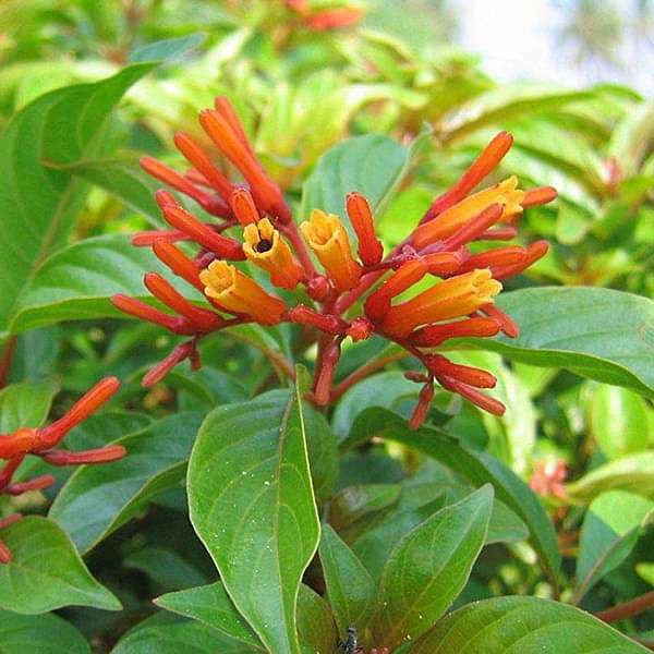 Hamelia patens Dwarf - Plant