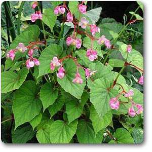 Hardy begonia - Plant