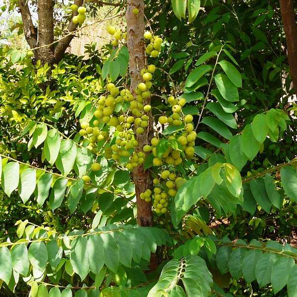 Harfarauri, Star gooseberry (Grafted) - Plant