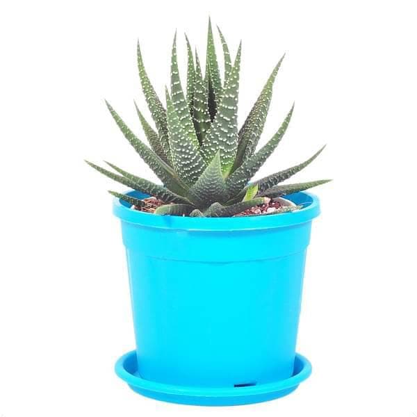 Haworthia margaritifera, Pearl Plant - Succulent Plant