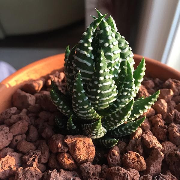 Haworthia reinwardtii, Zebra Wart - Succulent Plant