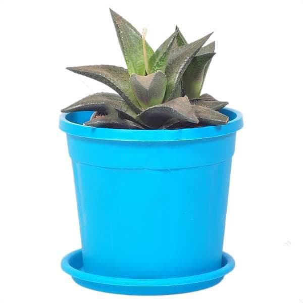 Haworthia venosa, Star Window Haworthia - Succulent Plant